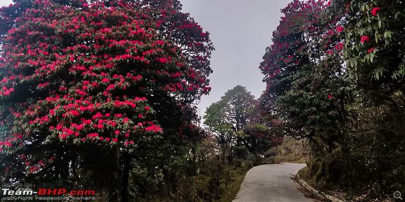 Sandakphu: The highest peak of Bengal in a Duster AWD-red-road.jpg