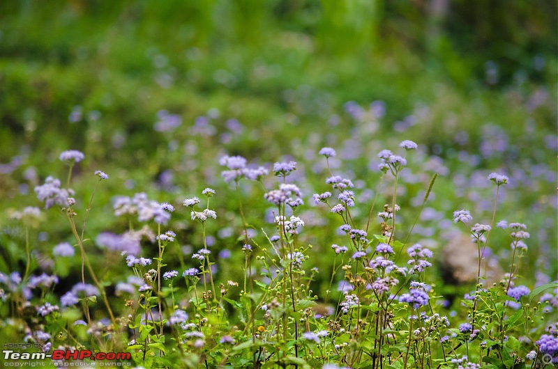 A Summer Drive to the Dooars-20_dsc8205.jpg