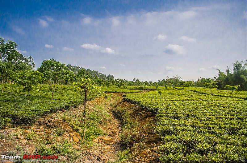 A Summer Drive to the Dooars-12_dsc8153.jpg