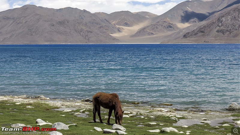 Ladakh Re-Juleh'd! With Siachen - Panamic - Agham - Mitpal Tso - Kaksang La - Tso Kar - Kyun Tso-img_9895.jpg