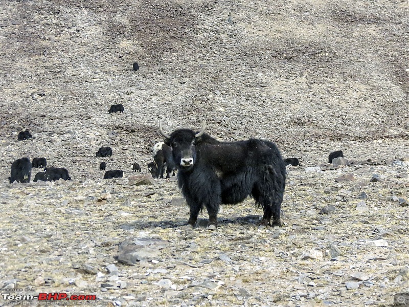 Ladakh Re-Juleh'd! With Siachen - Panamic - Agham - Mitpal Tso - Kaksang La - Tso Kar - Kyun Tso-img_0091.jpg