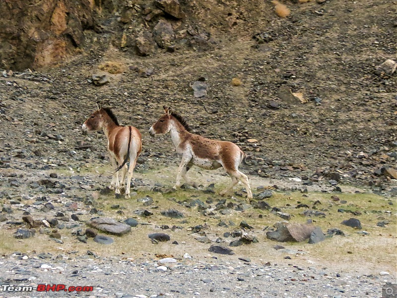 Ladakh Re-Juleh'd! With Siachen - Panamic - Agham - Mitpal Tso - Kaksang La - Tso Kar - Kyun Tso-img_0116.jpg