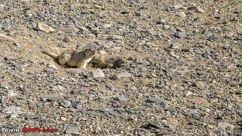 Ladakh Re-Juleh'd! With Siachen - Panamic - Agham - Mitpal Tso - Kaksang La - Tso Kar - Kyun Tso-img_9209.jpg