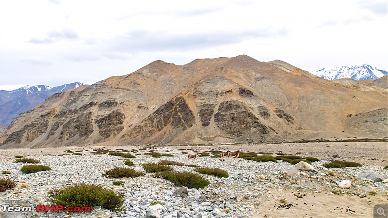 Ladakh Re-Juleh'd! With Siachen - Panamic - Agham - Mitpal Tso - Kaksang La - Tso Kar - Kyun Tso-img_9231.jpg