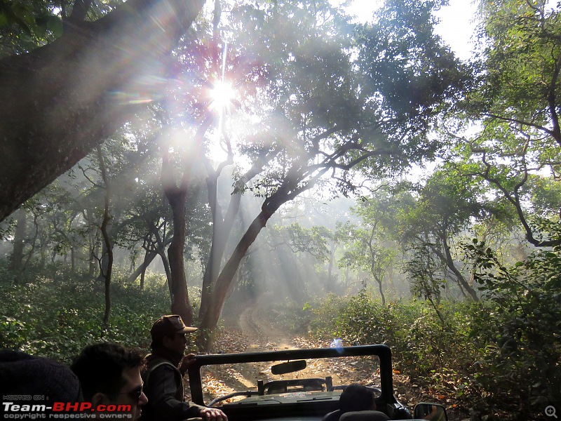 Into the Wild  Road trip to Dudhwa National Park & Tiger Reserve-compress-6-copy.jpg