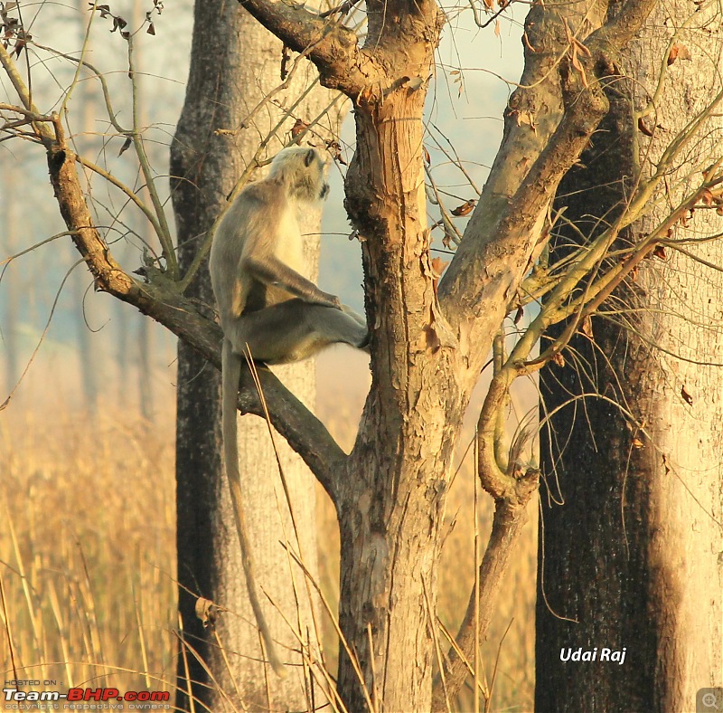 Into the Wild  Road trip to Dudhwa National Park & Tiger Reserve-img_9495-copy.jpg