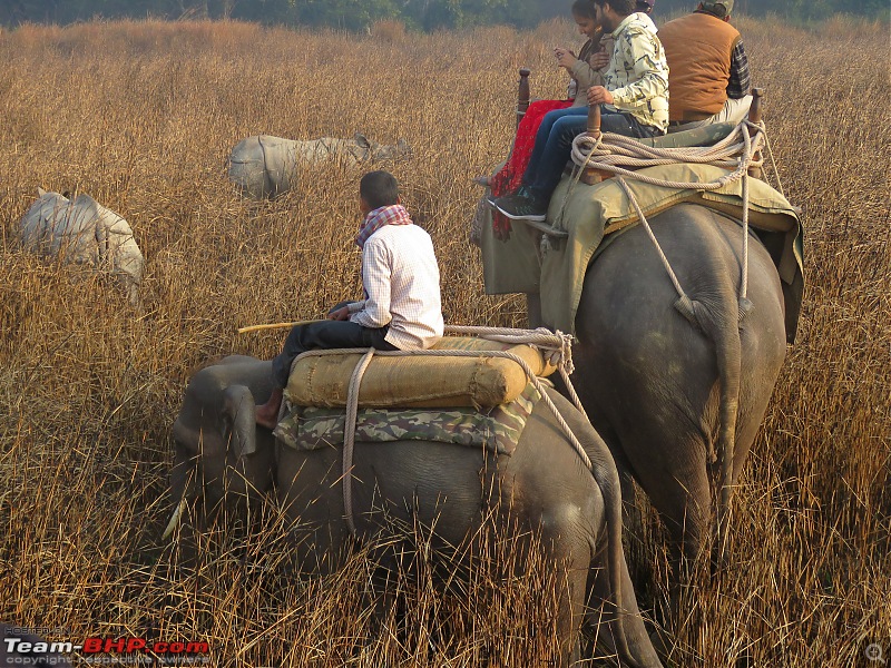 Into the Wild  Road trip to Dudhwa National Park & Tiger Reserve-compress-4-copy.jpg