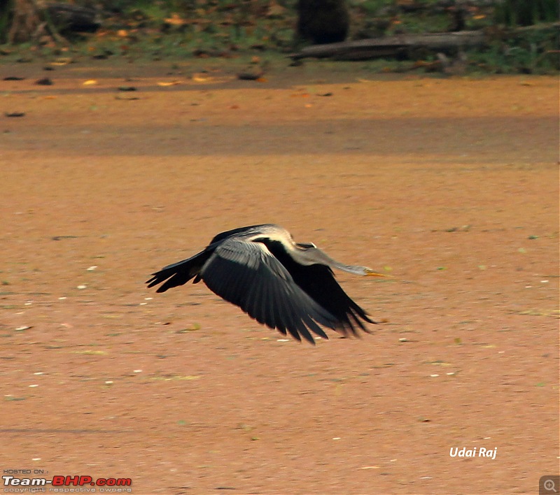 Into the Wild  Road trip to Dudhwa National Park & Tiger Reserve-darter-flying.jpg