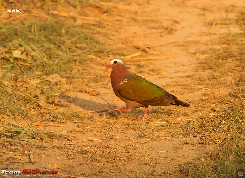 Into the Wild  Road trip to Dudhwa National Park & Tiger Reserve-emerald-dove.jpg