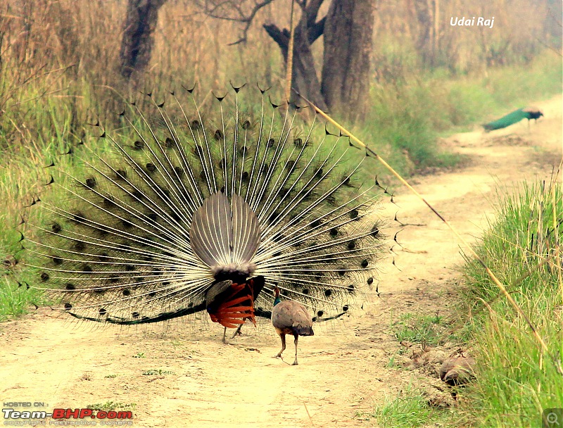 Into the Wild  Road trip to Dudhwa National Park & Tiger Reserve-img_9460-copy.jpg