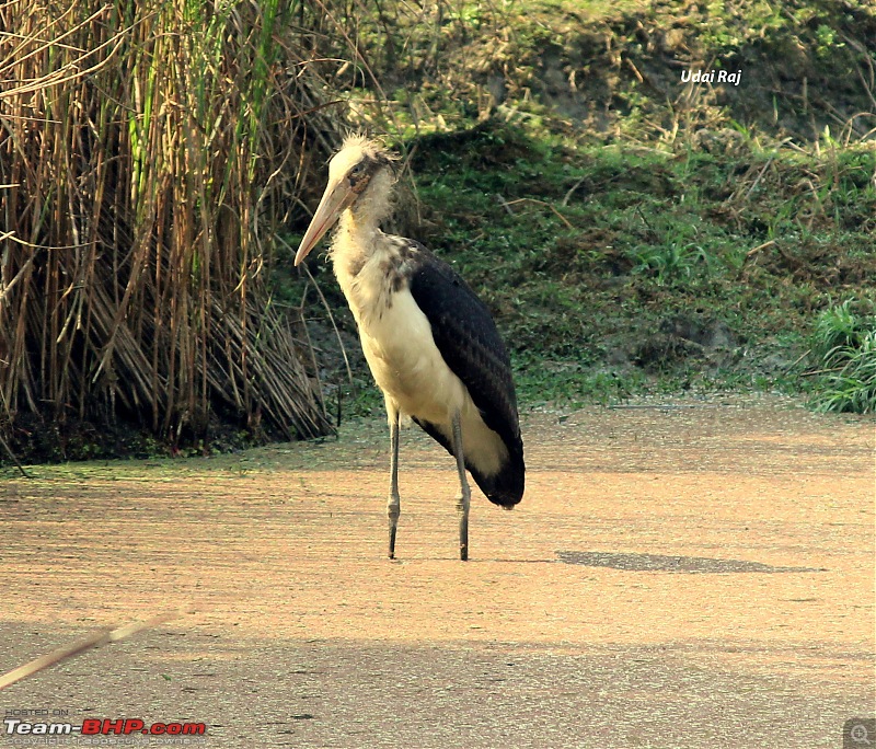 Into the Wild  Road trip to Dudhwa National Park & Tiger Reserve-lesser-adjutant-stork.jpg