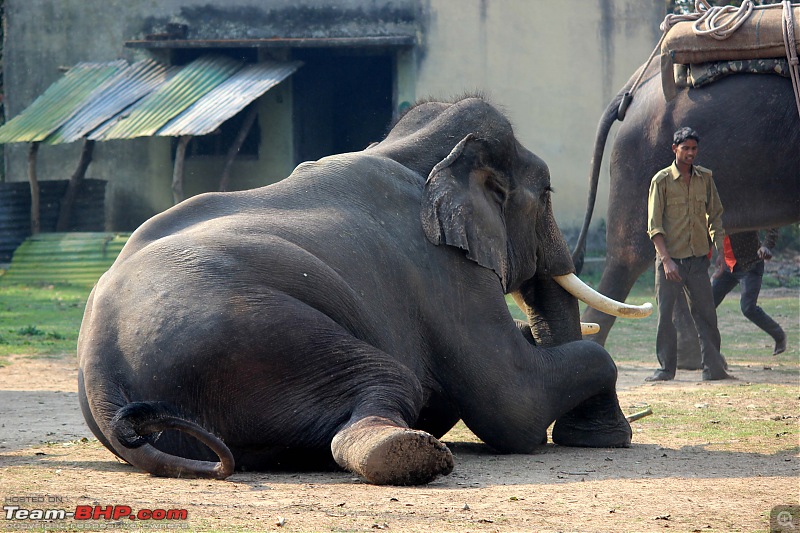 Into the Wild  Road trip to Dudhwa National Park & Tiger Reserve-1.jpg