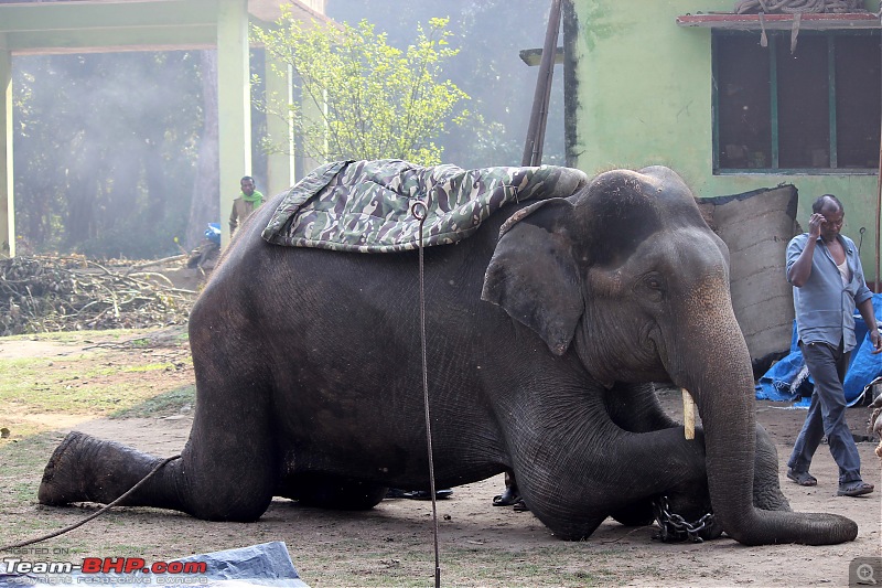 Into the Wild  Road trip to Dudhwa National Park & Tiger Reserve-4-copy.jpg