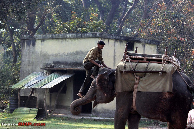 Into the Wild  Road trip to Dudhwa National Park & Tiger Reserve-5-copy.jpg