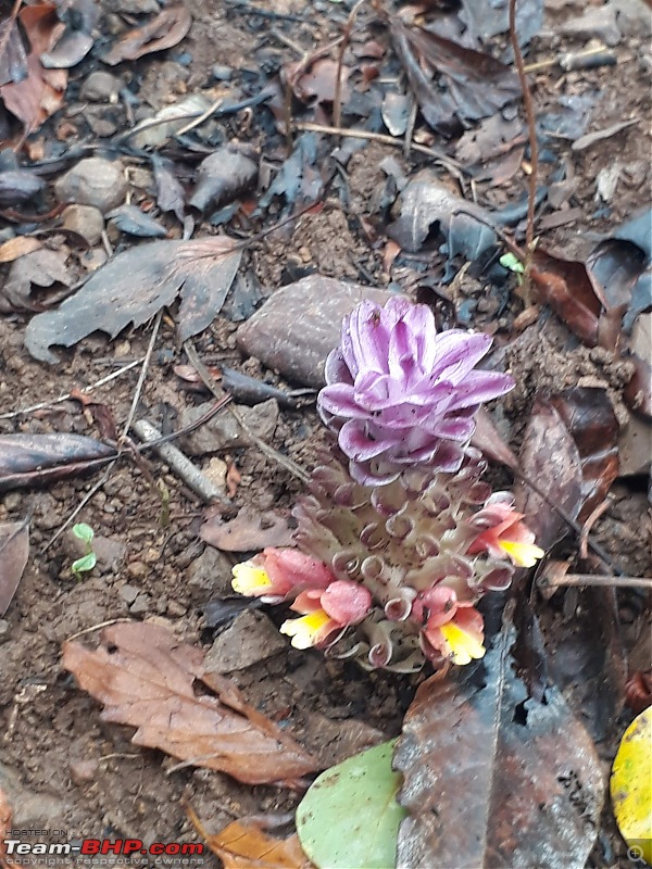 A short trip to Tungareshwar National Park, Vasai-flower-bloom.jpg