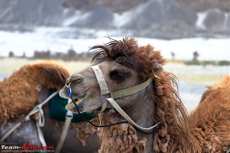 Got Leh'd : A dream come true trip!-_mg_1682.jpg