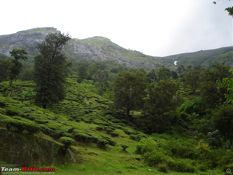 Bangalore  Munnar /Thekkady /Kochi in Swift D..-dsc08475.jpg