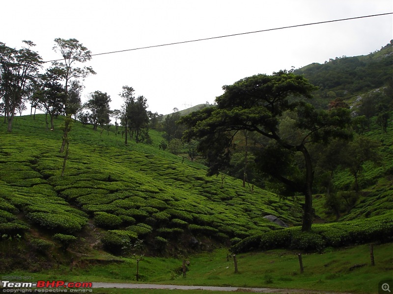 Bangalore  Munnar /Thekkady /Kochi in Swift D..-dsc08478.jpg