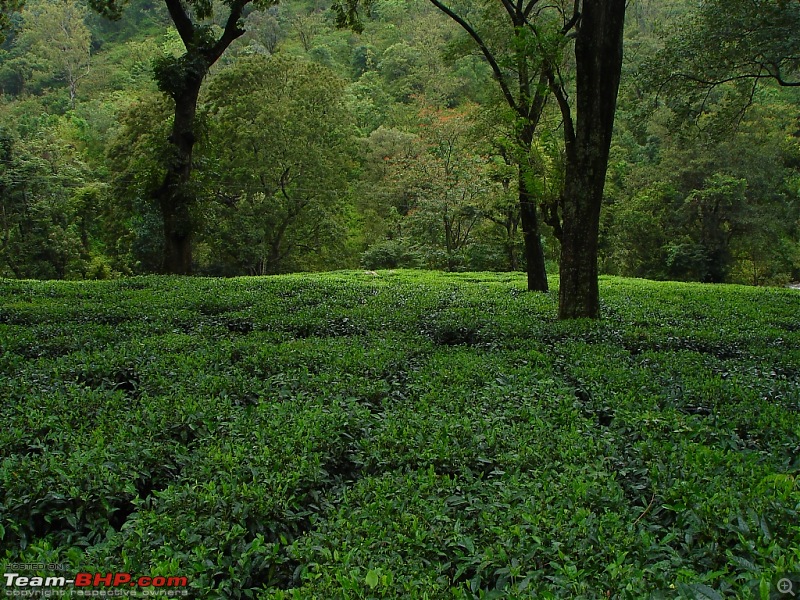 Bangalore  Munnar /Thekkady /Kochi in Swift D..-dsc08481.jpg