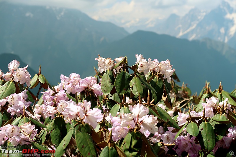 Trip to Munsiyari: Uttarakhand's mini-Kashmir-img_1255.jpg