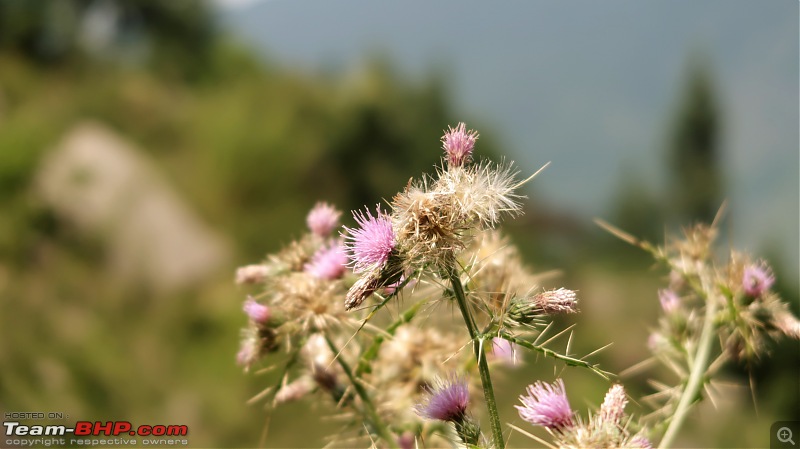 Trip to Munsiyari: Uttarakhand's mini-Kashmir-img_1283.jpg