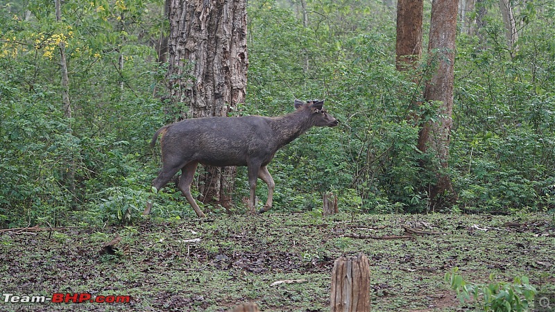 Enchanting Kabini through my lens - Our trip to Nagarhole National Park-dsc02379.jpg