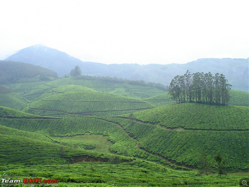 Bangalore  Munnar /Thekkady /Kochi in Swift D..-dsc08709.jpg