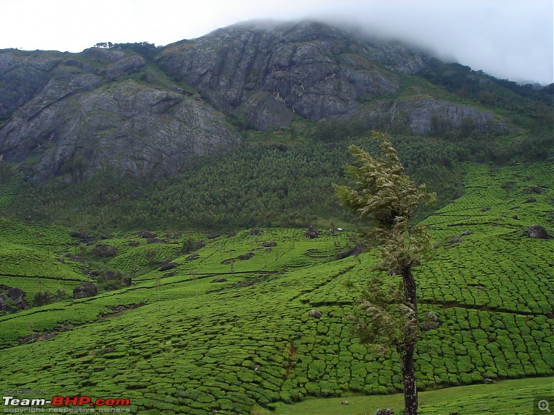 Bangalore  Munnar /Thekkady /Kochi in Swift D..-dsc08725.jpg