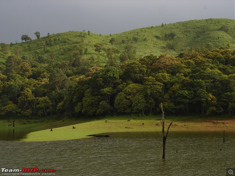 Bangalore  Munnar /Thekkady /Kochi in Swift D..-dsc08822.jpg