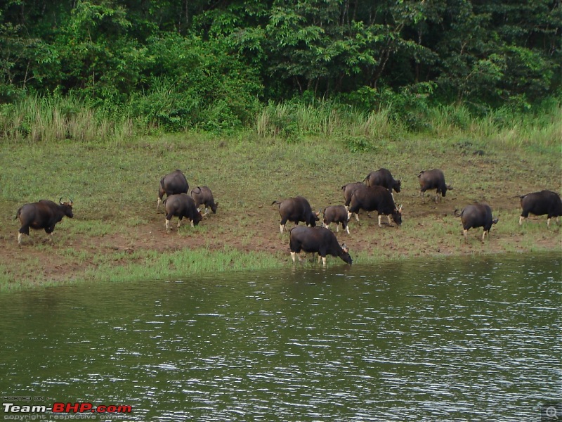 Bangalore  Munnar /Thekkady /Kochi in Swift D..-dsc08826.jpg