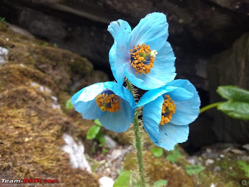 Trek to Valley of Flowers, Uttarakhand-9527a4a710384eb48ad2482d594baf94.jpg