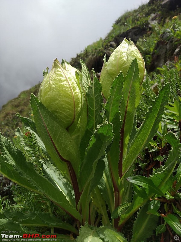 Trek to Valley of Flowers, Uttarakhand-bbc592fddb1f4e529b82745e5ed34c83.jpg