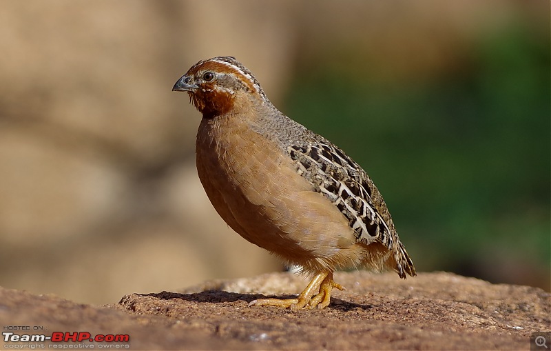 Hampi - Birds, Bears and Beautiful Temples-jungle-bushquail-female.jpg