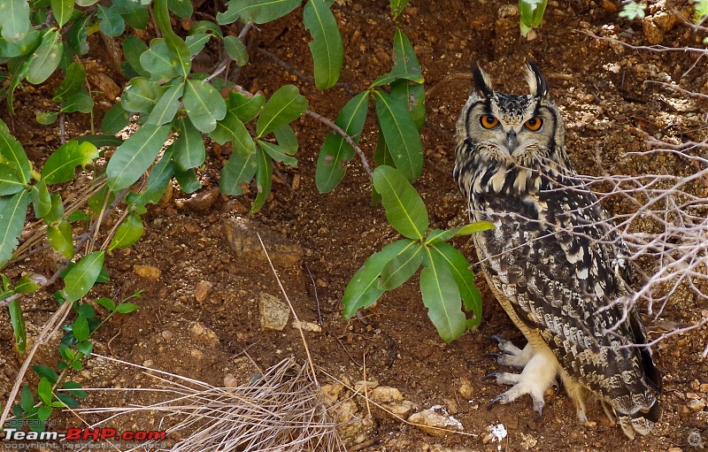 Hampi - Birds, Bears and Beautiful Temples-indian-eagle-owl.jpg