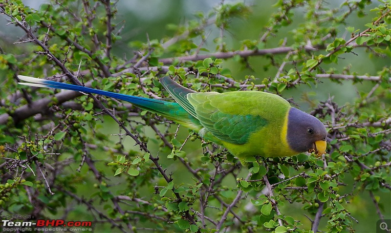 Hampi - Birds, Bears and Beautiful Temples-plumheaded-parakeet-female.jpg