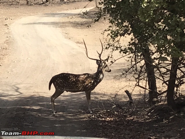 Sasan Gir: The home of Asiatic Lions-61bf6d57f3b148858f60bce755fdece2.jpeg