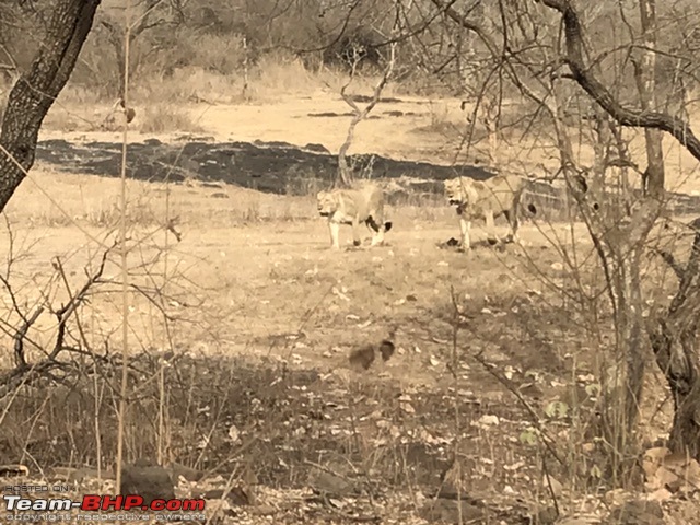 Sasan Gir: The home of Asiatic Lions-a68c5488453948fe999aae734f3f697b.jpeg