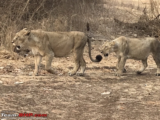 Sasan Gir: The home of Asiatic Lions-ff81eec62e174380988c902523bd25c9.jpeg