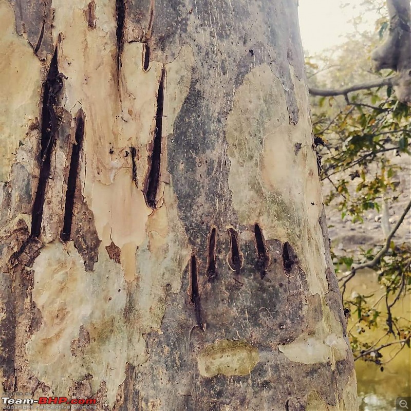 Our Wild Classroom - Panna Tiger Reserve-16.jpeg