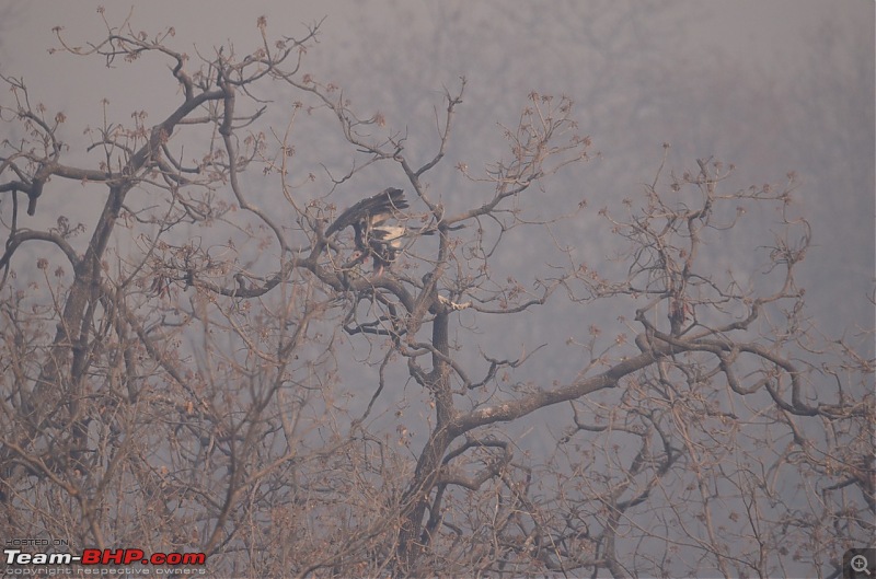 Our Wild Classroom - Panna Tiger Reserve-whatsapp-image-20191007-17.39.06.jpeg