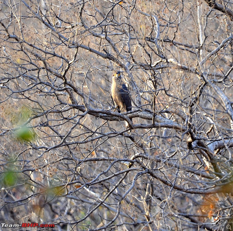 Our Wild Classroom - Panna Tiger Reserve-17.jpeg