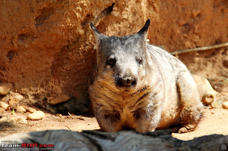 Down Under: Trip to Australia and a 2000 km road-trip within New Zealand's South Island-img_8501.jpg