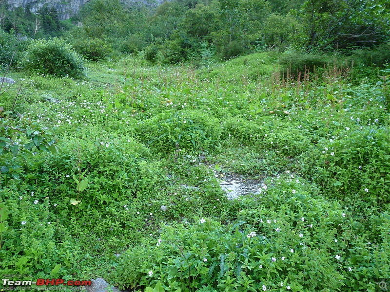 Trek to Valley of Flowers, Uttarakhand-p1080958.jpg