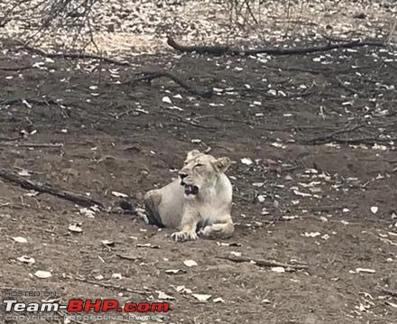 Sasan Gir: The home of Asiatic Lions-0b8ae4b1179245949d731593cfb1f74c.jpeg