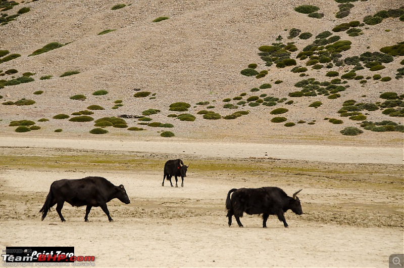 On the road again! Spiti Valley, Himachal Pradesh-tkd_0480.jpg