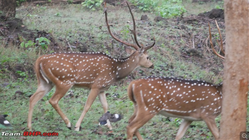 My 1st visit to Kabini - Amidst the Wilderness-p1060315.jpg