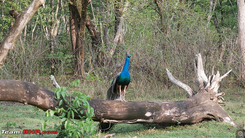 My 1st visit to Kabini - Amidst the Wilderness-p1060486.jpg