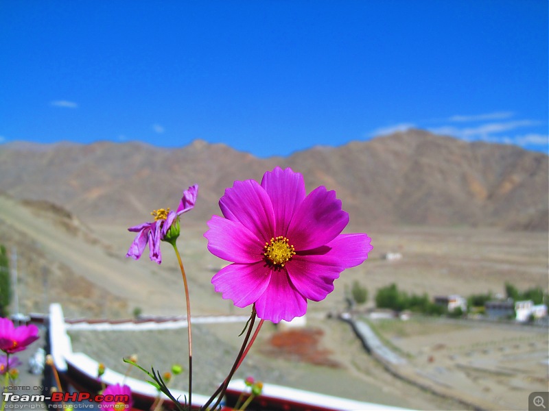 The grandest of all our road trips - Sherdil's journey from Kolkata to the Union Territory of Ladakh-img_1407.jpg