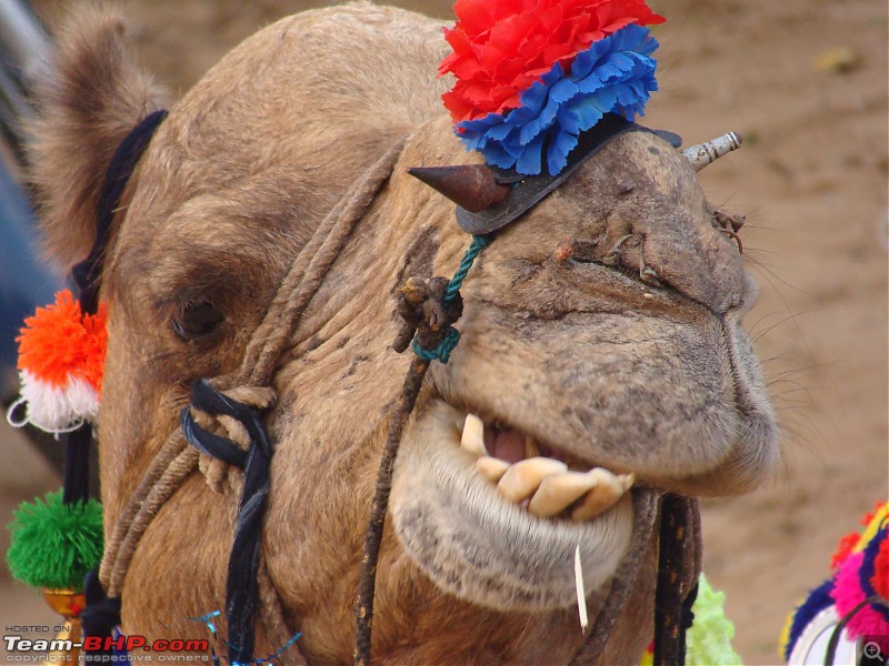 Ciazzler® Roadtrip | Pushkar Camel Fair - A Photologue-1pushkar-7.jpg