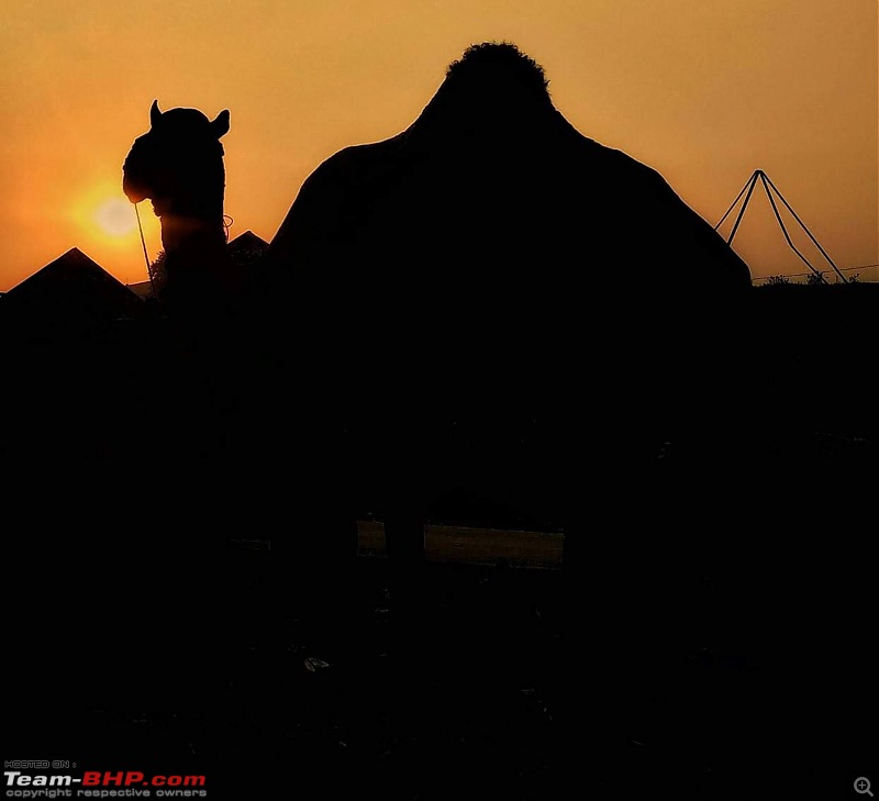 Ciazzler Roadtrip | Pushkar Camel Fair - A Photologue-camel-silhouette1.jpg